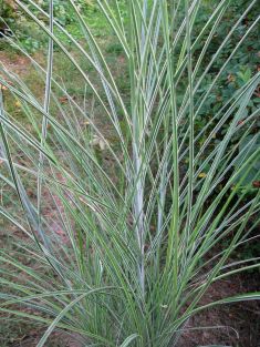 miscanthus sinensis "morning light"