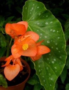 begonia orange rubra