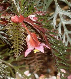 begonia bipinnatifida
