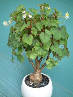 begonia dregei tripartita