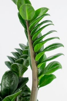 zamioculcas "zenzi"