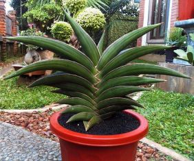 sansevieria "samurai dwarf" after many years