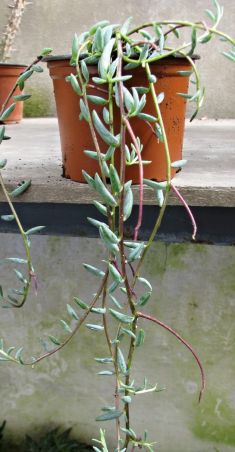 senecio hallianus