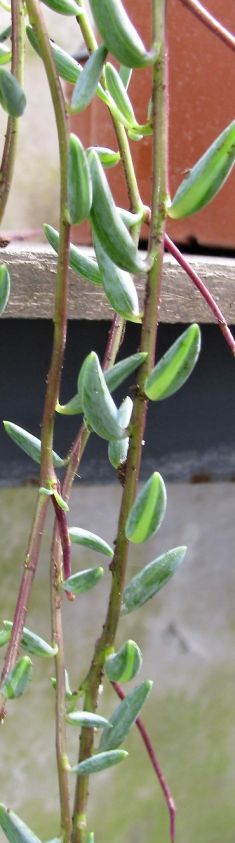 senecio hallianus