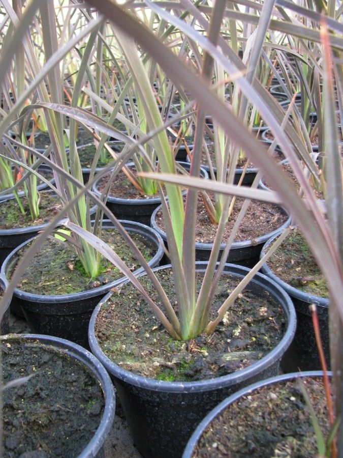 Phormium tenax 