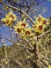 Chimonanthus praecox - zimokvět časný