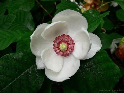 Magnolia sieboldii - šácholan sieboldův