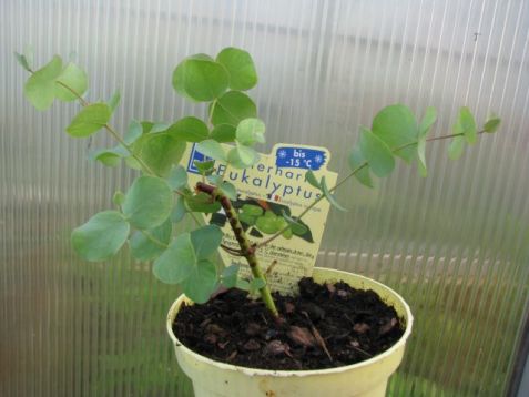 Eucalyptus