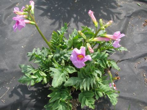 Incarvillea delavay - dvojostnice, venkovní gloxínie