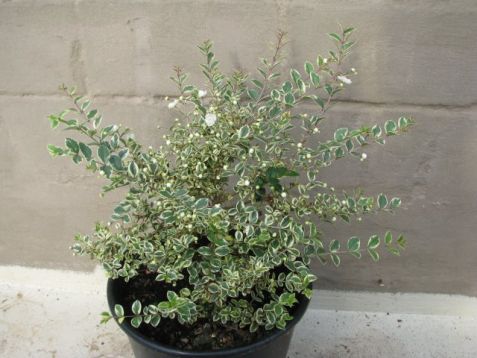Myrta panašovaná - myrtus communis variegata