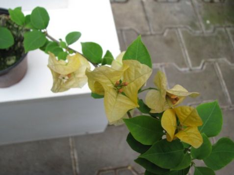 Bougainvillea "golden duibloon"