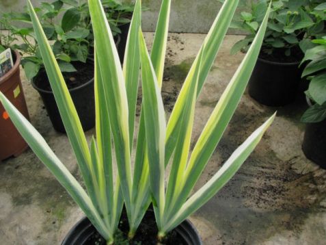 Iris pallida variegata