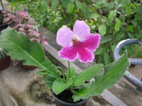 Streptocarpus "stella" - tořivka