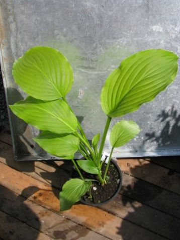 Hosta "honey bells" - bohyška