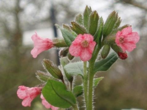 Pulmonaria saccharata "dora bieleveld"