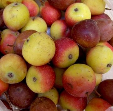 Sorbus domestica - oskeruše