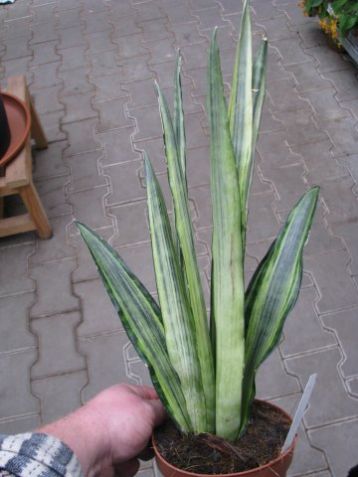 Sansevieria trifasciata "bantel"s sensation"