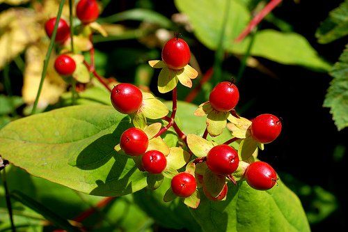 Hypericum androsaemum "tutsan" - třezalka bobulovitá