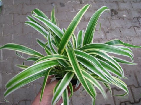 Chlorophytum "ocean"