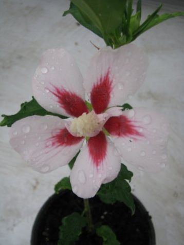 Hibiscus syriacus "hamabo" - ibišek syrský, venkovní