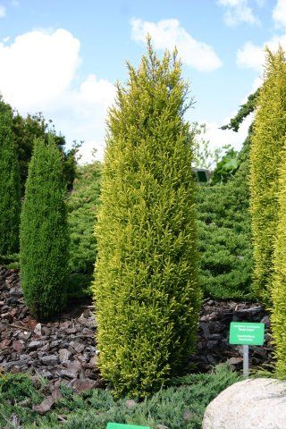 Juniperus communis "gold cone" - jalovec obecný