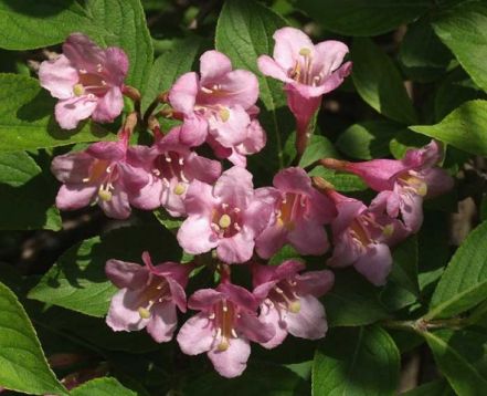 Weigelia florida "splendid"