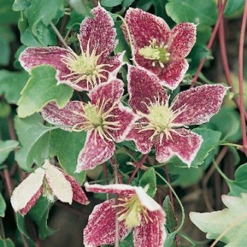 Clematis cirrhosa "freckless" - klematis