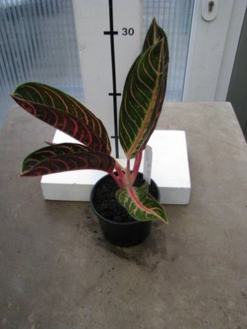 Aglaonema commutatum "pride of sumatra"