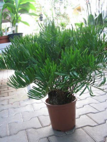 Cykas zamia integrifolia
