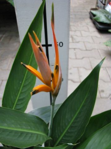 Heliconia "olympic dream"