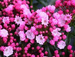 Kalmia latifolia "little linda"