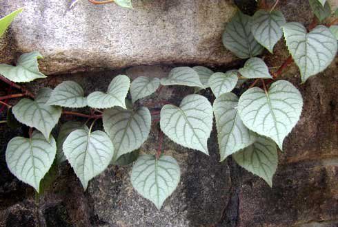 Schizophraghma hydrangeoides "moonlight" - schizofragma hortenziovitá