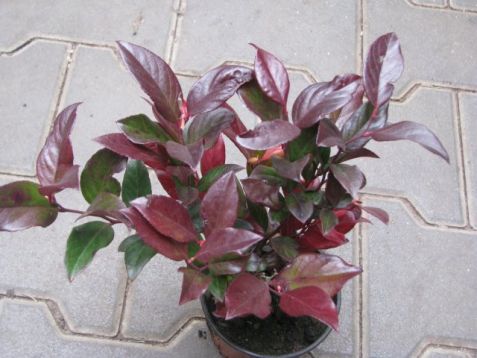 Leucothoe walteri "scarletta" - leukotoe