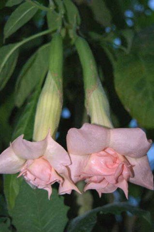 Brugmansia "full rosea magic"