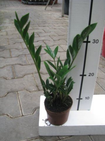 Zamioculcas " zamicro"