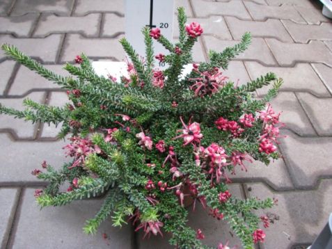 Grevillea laginera "mounth tamboritha" - doubek