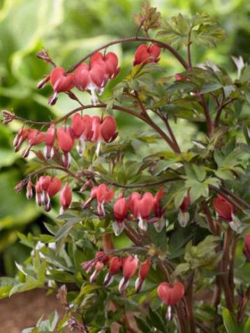 Dicentra "valentine"