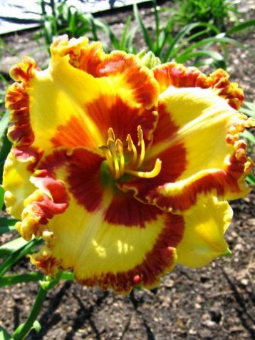 Hemerocallis "lady betty fritz"