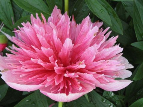 Paeonia officinalis "rosea plena" - pivoňka