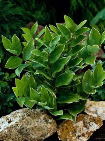 Poygonatum falcatum "variegatum" - kokořík panašovaný