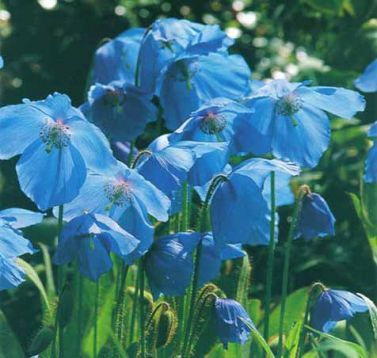 Meconopsis betonicifolia