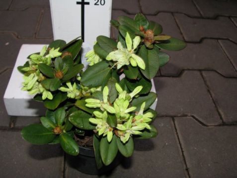 Rhododendron "shamrock" - nízký, žlutý