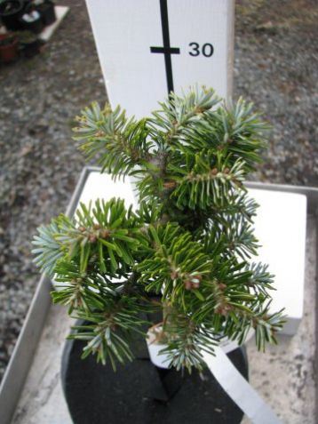 Abies koreana "nadel kissen" - čarověník, kmínek