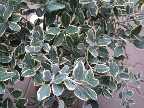 Metrosideros thomasii "aurea"