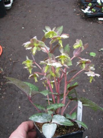 Helleborus lividus "purple ears " - čemeřice