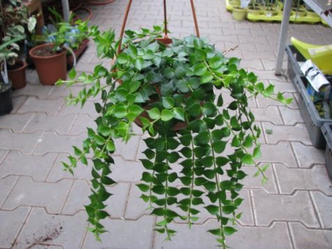 Dischidia ruscifolia