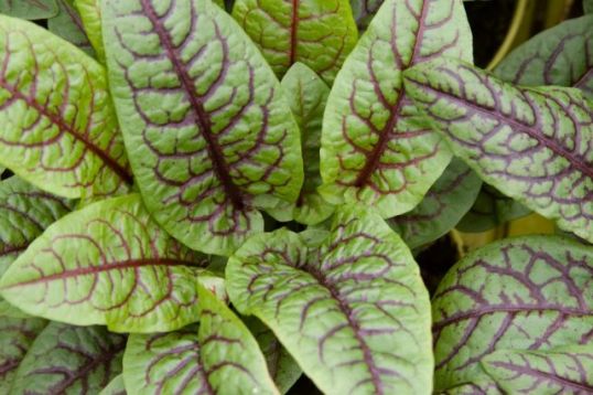 Rumex sanguinea - šťovík listový