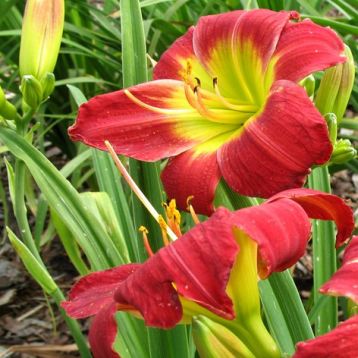 Hemerocallis "christmas is" - denivka