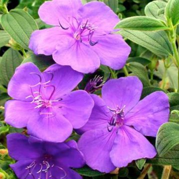 Tibouchina urv. "rich blue"