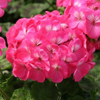 Pelargonium zonale f1 "horizon rose" - muškát vzpřímený
